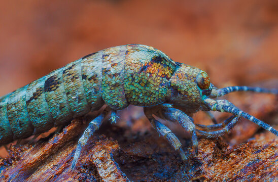 Jumping Bristletail - Lepismachilis y-signata, Archaeognatha