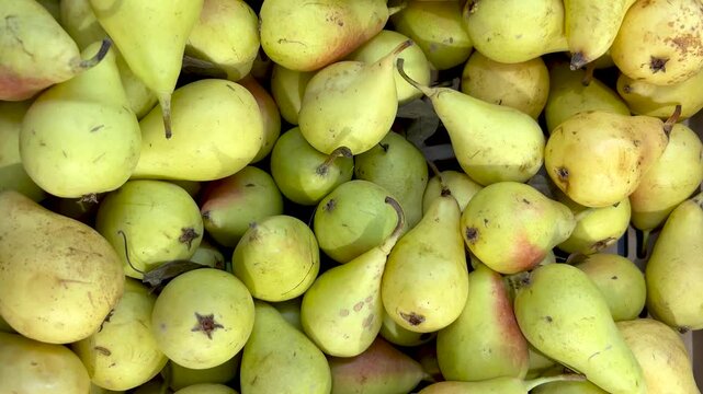 Pears called in italy Coscia (thigh) . Tracking shot in Top view of pears arranged in crate on the counter by the greengrocer