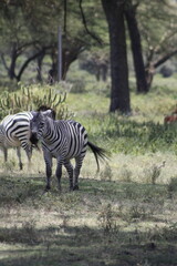 animals in its natural habitat