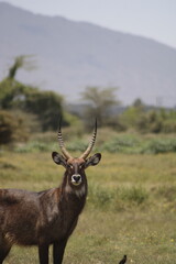 animals in its natural habitat