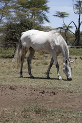 Obraz premium animals in its natural habitat