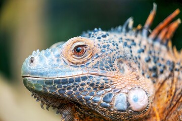 Photo close-up of a green iguana