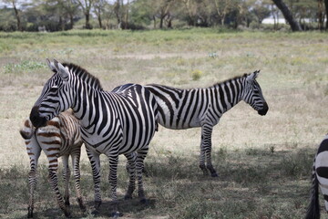 animals in its natural habitat