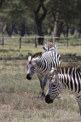 animals in its natural habitat