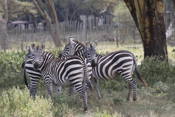 wildlife in its habitat