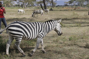 wildlife in its habitat