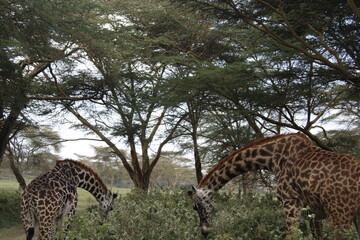 wildlife in its habitat