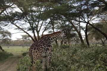 wildlife in its habitat