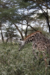 wildlife in its habitat