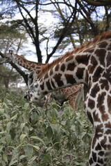 wildlife in its habitat