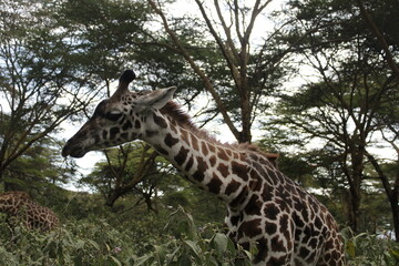 wildlife in its habitat