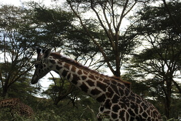 wildlife in its habitat