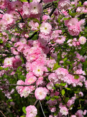 Spring blossom pink flowering almond. 