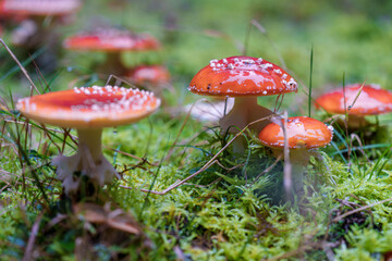 Vibrant Red Mushrooms Thriving in an Enchanting Forest Setting Amidst Colorful Flora and Wildlife, Amanita muscaria, fly agaric