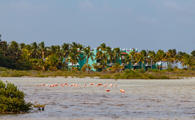 Group of hunting pink flamingos in the lagoon wetland waters, Cayo Guillermo, Cuba