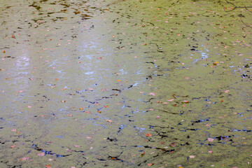 the surface of a swampy water surface is greenish in color