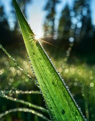Obraz premium Sunlight shines through dew drops.