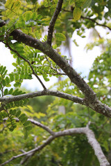 Textured Bark of a Pau-Brasil Tree