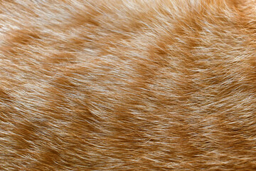 Cat fur texture background. Ginger cat fur texture. Pet hair backdrop.