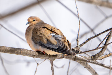 Mourning dove perched on tree branch