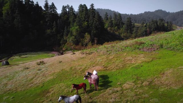 Drone shot of horses grazing in the stunning Greenery meadow of Khaptad National Park, Farwest Nepal, Himalayan Region