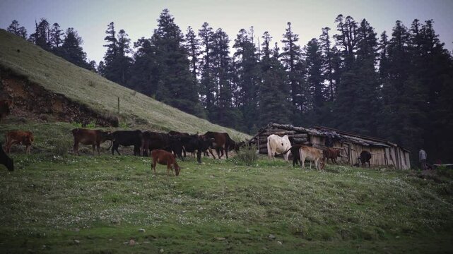 Cattles grazing in the stunning meadow of Khaptad National Park, Nepal
