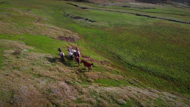 Drone shot of horses grazing in the stunning Greenery meadow of Khaptad National Park, Farwest Nepal, Himalayan Region