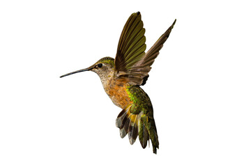 Rufous Hummingbird (Selasphorus rufus) Photo in Flight, Over a Transparent, Isolated PNG Background