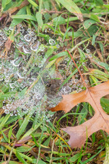 Grass spider moves a wasp captured in it's web into it's tunnel