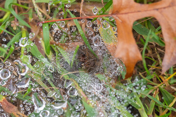 Grass spider eats wasp caught in it's web