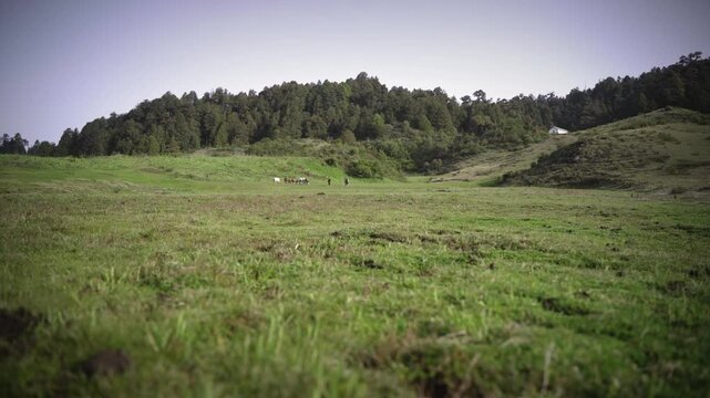 Horses grazing in the stunning Greenery meadow of Khaptad National Park, Farwest Nepal, Himalayan Region
