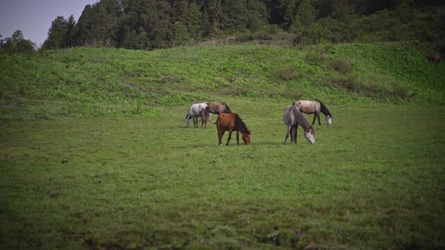 Horses grazing in the stunning Greenery meadow of Khaptad National Park, Farwest Nepal, Himalayan Region