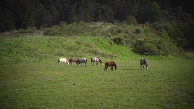 Horses grazing in the stunning Greenery meadow of Khaptad National Park, Farwest Nepal, Himalayan Region