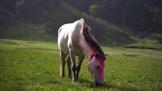 Horses grazing in the stunning Greenery meadow of Khaptad National Park, Farwest Nepal, Himalayan Region