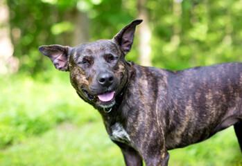 A happy brindle Terrier mixed breed dog with its eyes closed