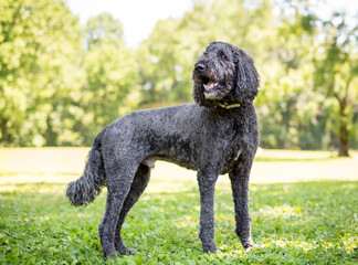 A happy gray Poodle dog standing outdoors