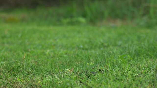 Automatic rotary sprinkler emerges from the ground, evenly watering the lawn.