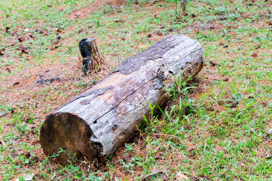tree log in the forest