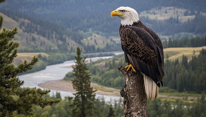 Fototapeta premium Majestic bald eagle perched high in a tree showcasing the beauty of wildlife