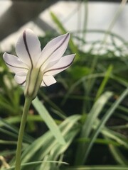 Obraz premium White flowers of the Ipheion uniflorum