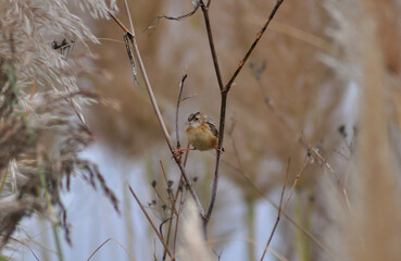 Small bird perched at the foot of a dry plant, with one paw on each branch