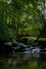 Naklejka premium river in the woods