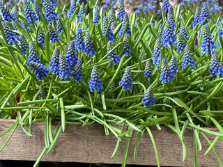 Spring Grape Hyacinth Muscari blue flowers 