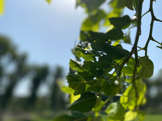 green leaves on a branch