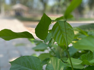 green leaves on a tree