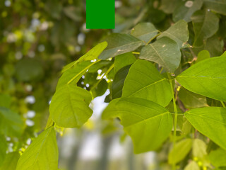 green leaves on a branch
