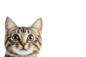 Head of surprised kitten in corner of picture with copy space on transparent background