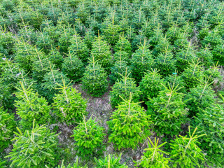 Danish Christmas tree plantation. Thousands of green Christmas trees stand in neat rows