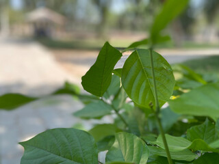 leaves on the ground