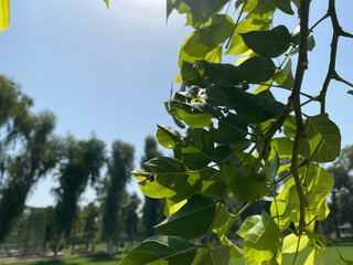 green leaves against sky